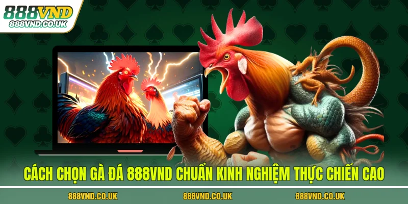 cách chọn gà đá