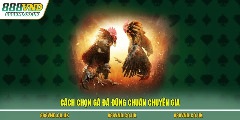 Cách chọn gà đá đúng chuẩn chuyên gia