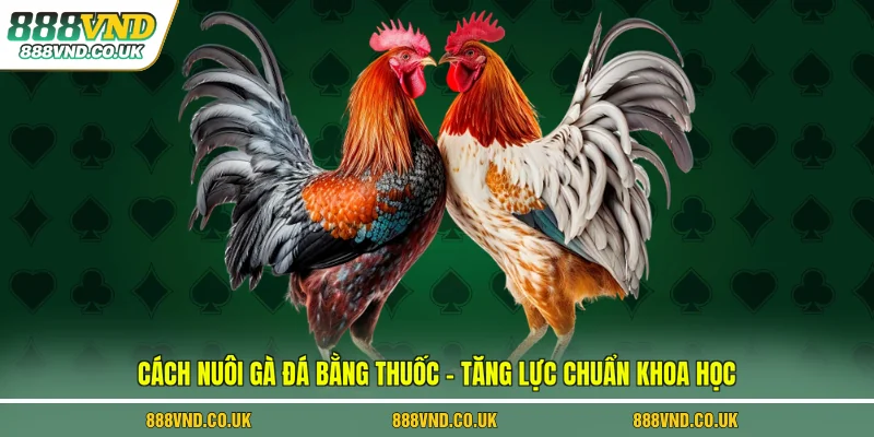 cách nuôi gà đá bằng thuốc