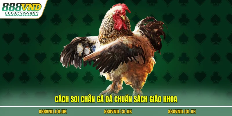 Cách soi chân gà đá chuẩn sách giáo khoa