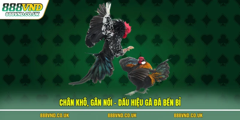 Chân khô, gân nổi – dấu hiệu gà đá bền bỉ