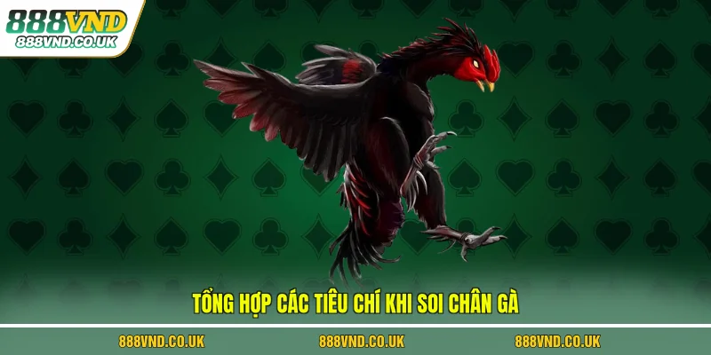Tổng hợp các tiêu chí khi soi chân gà