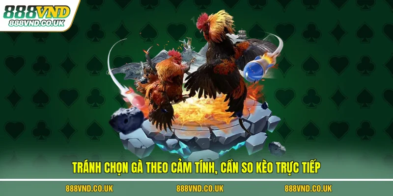 Tránh chọn gà theo cảm tính, cần so kèo trực tiếp