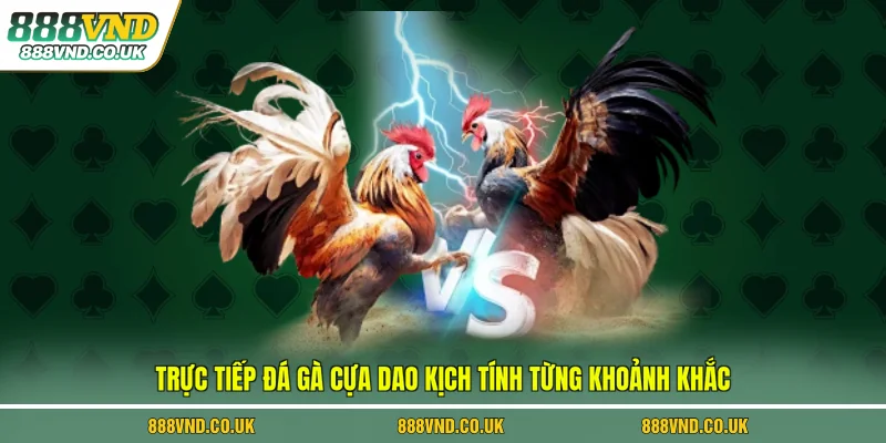trực tiếp đá gà cựa dao
