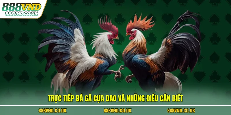 Trực tiếp đá gà cựa dao và những điều cần biết